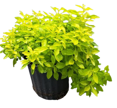 True Yellow